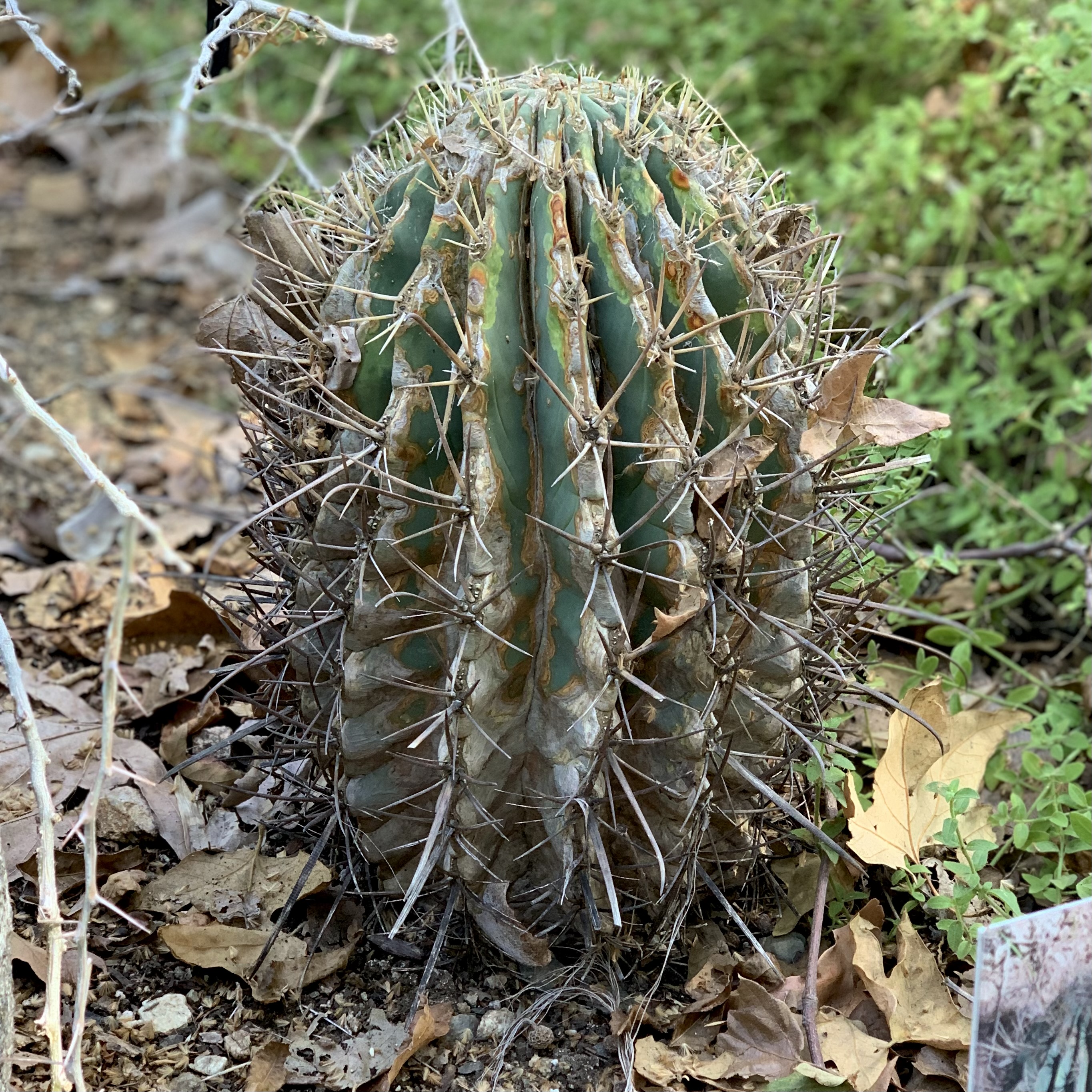 Photo of ferocactus cylindracens